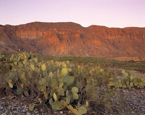 USA, Texas, Big Bend NP. Prickly Pear Cacti act as foreground for the red, dawn-bathed
