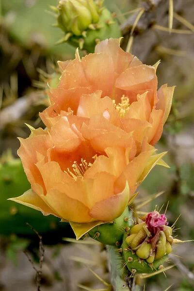 USA, Texas, Boca Chica. Prickly pear cactus in bloom