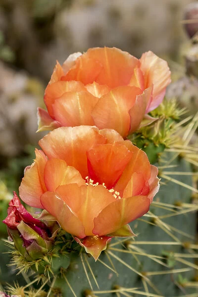 USA, Texas, Boca Chica. Prickly pear cactus in bloom