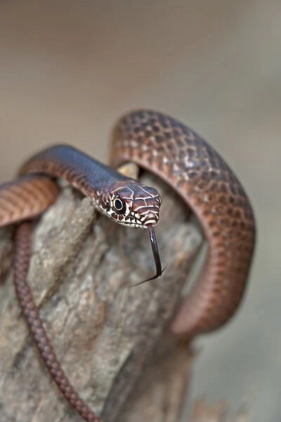 USA, Texas, Boykin Springs. Close-up of juvenile eastern coachwhip snake coils on a fallen tree