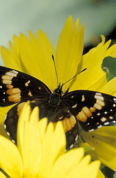 USA, Texas, Brooks County Border patch butterfly getting nectar from cowpen daisy