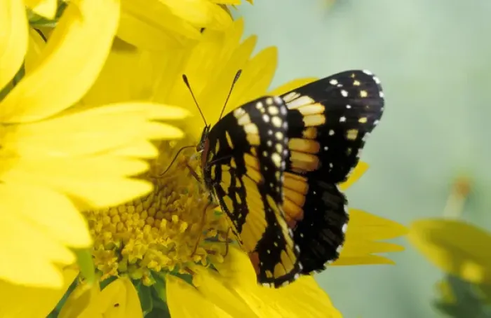 Framed Print : USA, Texas, Brooks County Border patch butterfly on cowpen daisy Chlosyne lacinia)