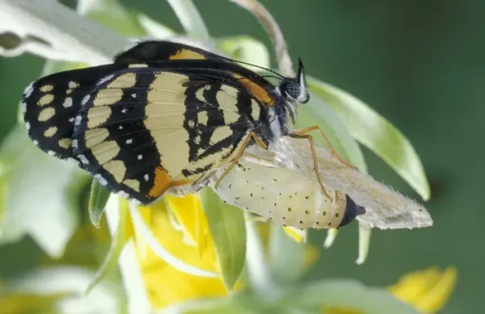 Framed Print : USA, Texas, Brooks County Border patch butterfly just hatched from chrysalis