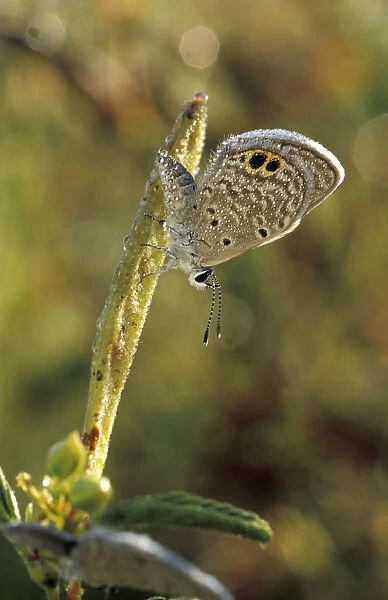 USA, Texas, Brooks County Ceraunus Blue butterfly in morning dew (Hemiargus