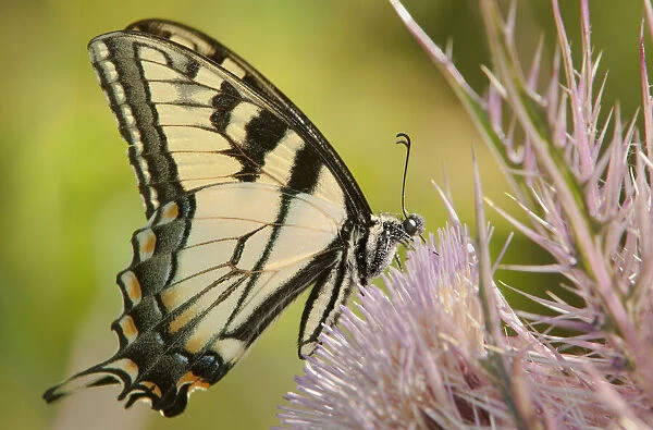 USA, Texas, Caddo Lake National Wildlife Refuge. Eastern tiger swallowtail butterfly feeds on giant thistle plant
