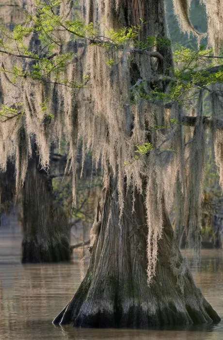 Framed Print : USA, Texas, Caddo Lake. Spanish moss on cypress trees Framed Print : USA, Texas, Caddo Lake. Spanish moss on cypress trees