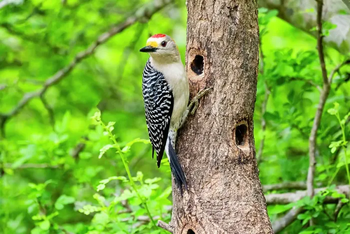 Framed Print : USA, Texas, Cameron County. Golden-fronted woodpecker foraging Framed Print : USA, Texas, Cameron County. Golden-fronted woodpecker foraging