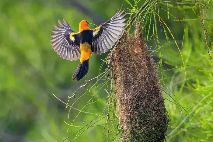 Framed Print : USA, Texas, Cameron County. Laguna Atascosa National Wildlife Refuge, Altamira oriole land at nest