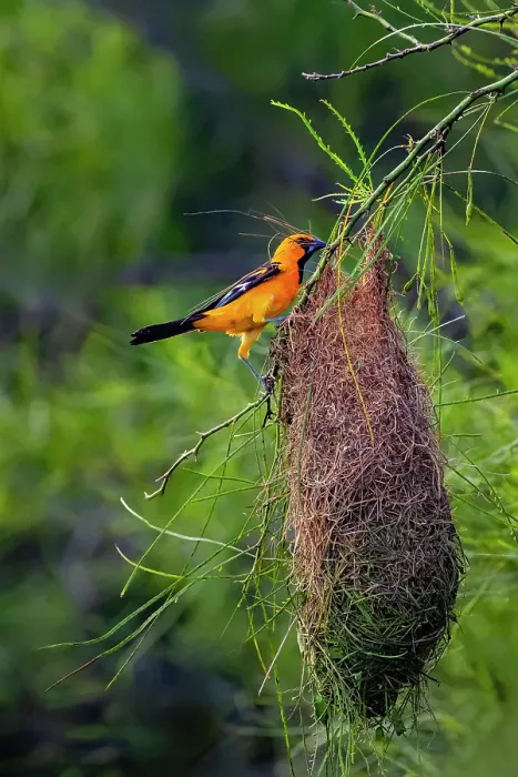 Framed Print : USA, Texas, Cameron County. Laguna Atascosa National Wildlife Refuge, Altamira oriole building nest Framed Print : USA, Texas, Cameron County. Laguna Atascosa National Wildlife Refuge, Altamira oriole building nest
