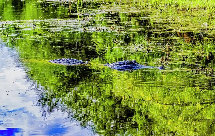 Framed Print : USA, Texas, Cameron County. Laguna Atascosa National Wildlife Refuge, American alligator floating Framed Print : USA, Texas, Cameron County. Laguna Atascosa National Wildlife Refuge, American alligator floating