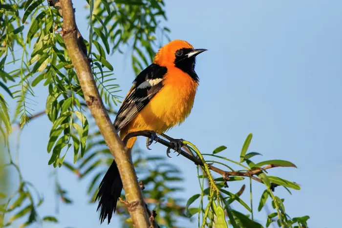 Framed Print : USA, Texas, Cameron County. Laguna Atascosa National Wildlife Refuge, hooded oriole perched in mesquite tree