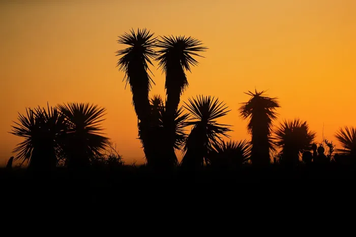 Framed Print : USA, Texas, Cameron County. Laguna Atascosa National Wildlife Refuge, yucca at dawn Framed Print : USA, Texas, Cameron County. Laguna Atascosa National Wildlife Refuge, yucca at dawn