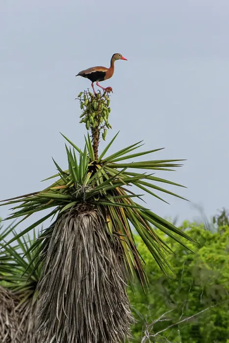 Framed Print : USA, Texas, Cameron County. Laguna Atascosa National Wildlife Refuge, black-bellied whistling duck perched on Spanish dagger (yucca)