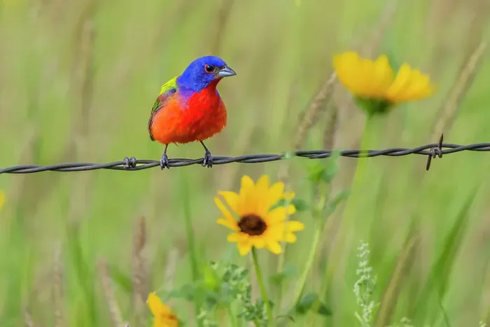 Framed Print : USA, Texas, Cameron County. Painted bunting perched on barbed wire fence Framed Print : USA, Texas, Cameron County. Painted bunting perched on barbed wire fence