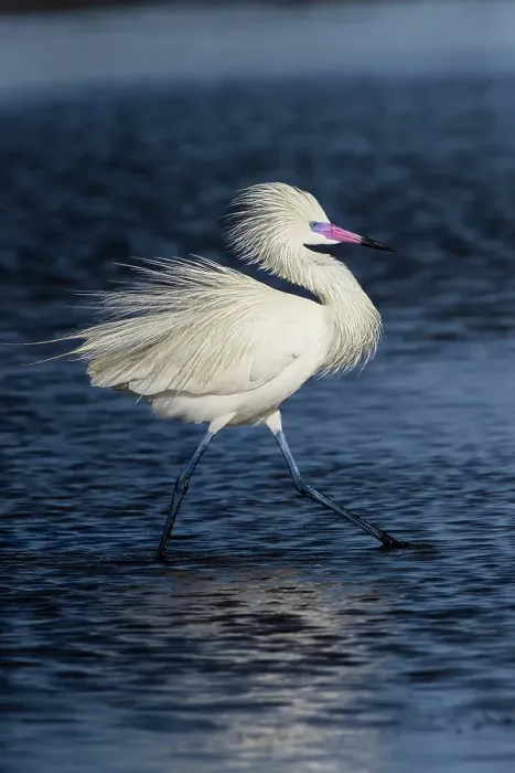 Framed Print : USA, Texas, Cameron County. South Padre Island, (white morph) reddish egret fishing on tidal flats