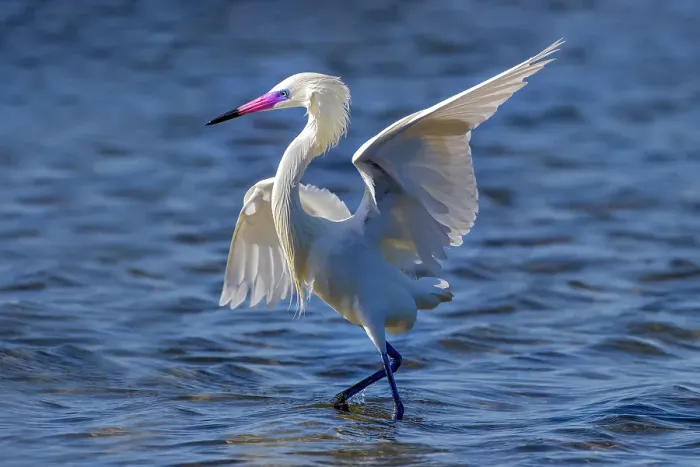Framed Print : USA, Texas, Cameron County. South Padre Island, white morph, reddish egret chasing fish in the tidal flats