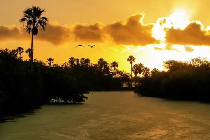 Framed Print : USA, Texas, Cameron County. Sunrise, oxbow of Rio Grande, black-bellied whistling ducks and palm trees Framed Print : USA, Texas, Cameron County. Sunrise, oxbow of Rio Grande, black-bellied whistling ducks and palm trees