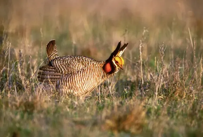 Framed Print : USA, Texas, Canadian. Wild lesser prairie chicken male in mating display on lek. Credit as Framed Print : USA, Texas, Canadian. Wild lesser prairie chicken male in mating display on lek. Credit as