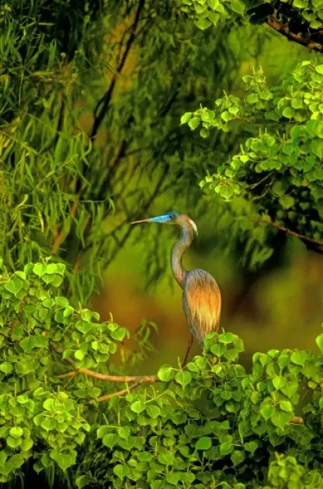 Framed Print : USA, Texas, East Texas. Tricolored heron perched in trees