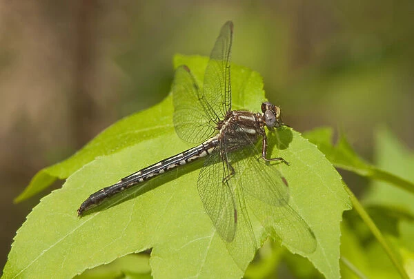 USA, Texas. Female ashy clubtail dragonfly on leaf