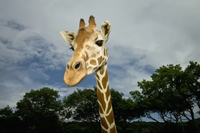 Framed Print : USA, Texas, Fossil Rim Wildlife Area, giraffe Framed Print : USA, Texas, Fossil Rim Wildlife Area, giraffe