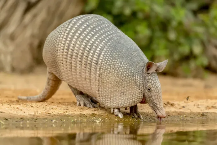 Framed Print : USA, Texas, Gatesville, Santa Clara Ranch. Nine-banded armadillo drinking. Credit as Framed Print : USA, Texas, Gatesville, Santa Clara Ranch. Nine-banded armadillo drinking. Credit as