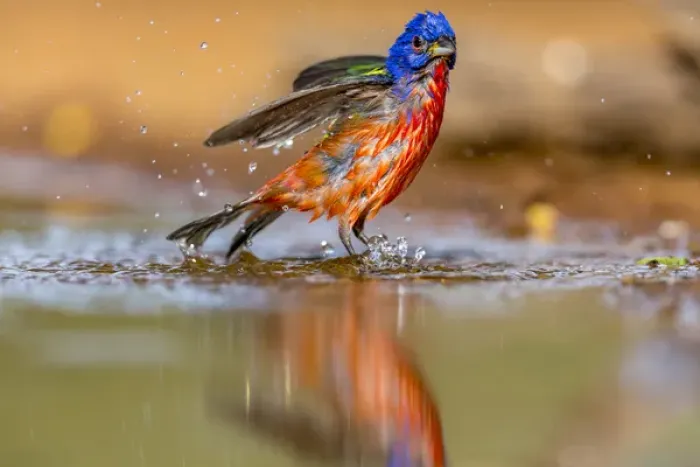 Framed Print : USA, Texas, Gatesville, Santa Clara Ranch. Male painted bunting bathing. Credit as Framed Print : USA, Texas, Gatesville, Santa Clara Ranch. Male painted bunting bathing. Credit as