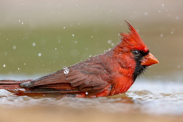 USA, Texas, Gatesville, Santa Clara Ranch. Male northern cardinal bathing. Credit as