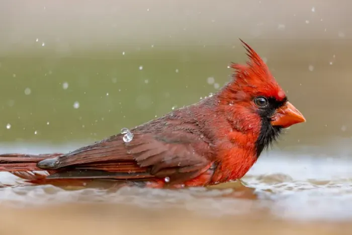 Framed Print : USA, Texas, Gatesville, Santa Clara Ranch. Male northern cardinal bathing. Credit as