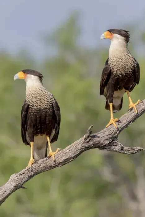 Framed Print : USA, Texas, Gatesville, Santa Clara Ranch. Two crested caracaras on branch. Credit as Framed Print : USA, Texas, Gatesville, Santa Clara Ranch. Two crested caracaras on branch. Credit as
