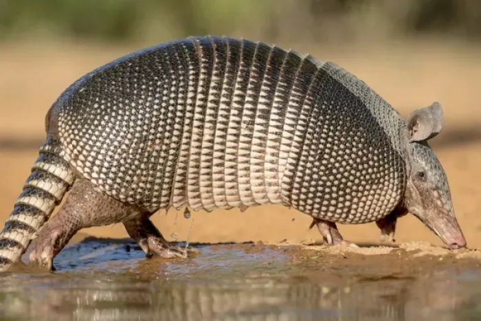 Framed Print : USA, Texas, Gatesville, Santa Clara Ranch. Nine-banded armadillo and water. Credit as Framed Print : USA, Texas, Gatesville, Santa Clara Ranch. Nine-banded armadillo and water. Credit as