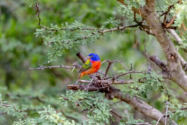 USA, Texas, Gatesville, Santa Clara Ranch. Male painted bunting in tree. Credit as