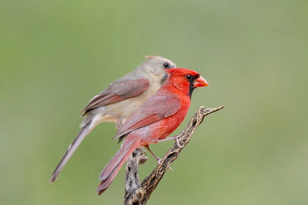 USA, Texas, Gatesville, Santa Clara Ranch. Male and female northern cardinals on branch