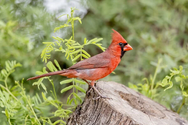 USA, Texas, Gatesville, Santa Clara Ranch. Male northern cardinal on stump. Credit as