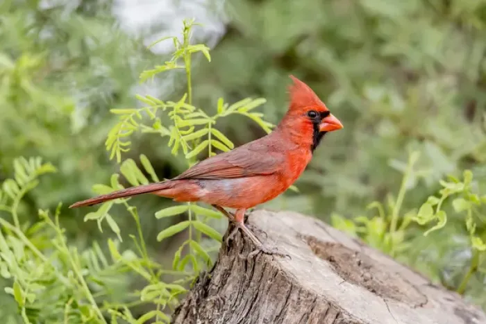 Framed Print : USA, Texas, Gatesville, Santa Clara Ranch. Male northern cardinal on stump. Credit as Framed Print : USA, Texas, Gatesville, Santa Clara Ranch. Male northern cardinal on stump. Credit as