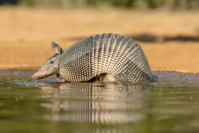 Framed Print : USA, Texas, Gatesville, Santa Clara Ranch. Nine-banded armadillo drinking. Credit as