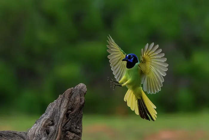 Framed Print : USA, Texas. Green jay landing on tree stump. ©Jim Zuckerman  /  Jaynes Gallery  /  DanitaDelimont.com