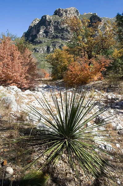 USA, Texas, Guadalupe Mountains National Park. Autumn colors in Guadalupe Mountains National Park