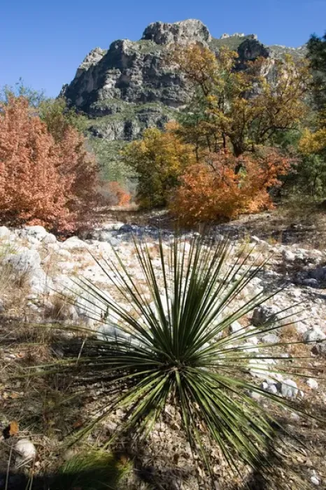 Framed Print : USA, Texas, Guadalupe Mountains National Park. Autumn colors in Guadalupe Mountains National Park Framed Print : USA, Texas, Guadalupe Mountains National Park. Autumn colors in Guadalupe Mountains National Park