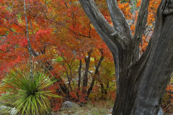 Framed Print : USA, Texas, Guadalupe Mountains National Park. Bigtooth maple and dead juniper tree Framed Print : USA, Texas, Guadalupe Mountains National Park. Bigtooth maple and dead juniper tree