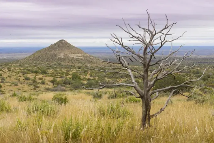 Framed Print : USA, Texas, Guadalupe Mountains National Park. Dead tree and small mountain. Credit as Framed Print : USA, Texas, Guadalupe Mountains National Park. Dead tree and small mountain. Credit as