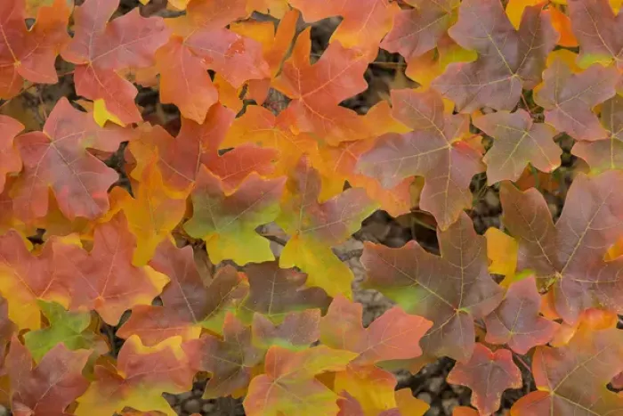 Framed Print : USA, Texas, Guadalupe Mountains National Park. Fallen bigtooth maple leaves in autumn color Framed Print : USA, Texas, Guadalupe Mountains National Park. Fallen bigtooth maple leaves in autumn color