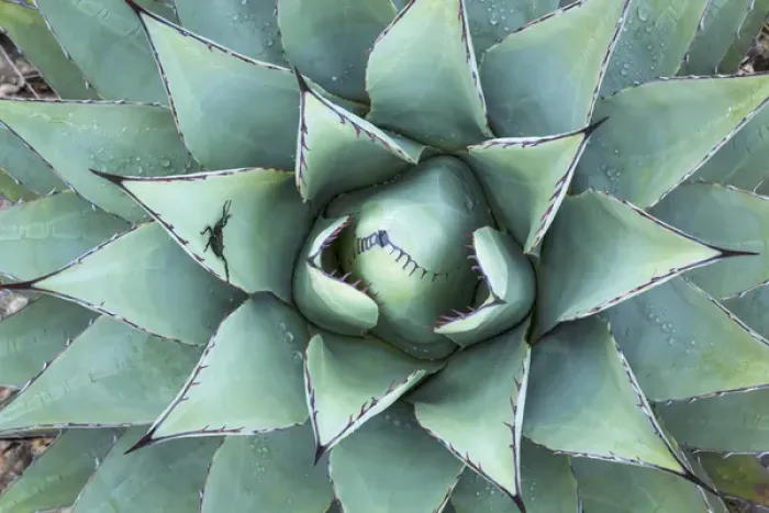 Framed Print : USA, Texas, Guadalupe Mountains National Park. Close-up of New Mexico agave plant Framed Print : USA, Texas, Guadalupe Mountains National Park. Close-up of New Mexico agave plant