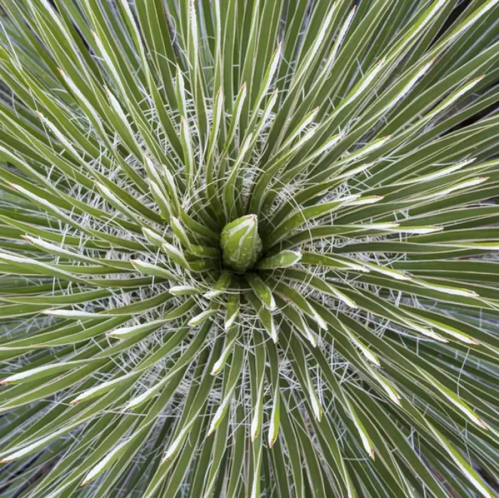 Framed Print : USA, Texas, Guadalupe Mountains National Park. Close-up of soaptree yucca plant. Credit as Framed Print : USA, Texas, Guadalupe Mountains National Park. Close-up of soaptree yucca plant. Credit as