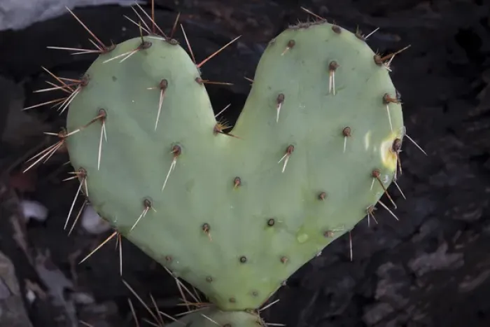 Framed Print : USA, Texas, Guadalupe Mountains National Park. Heart- shaped prickly-pear cactus