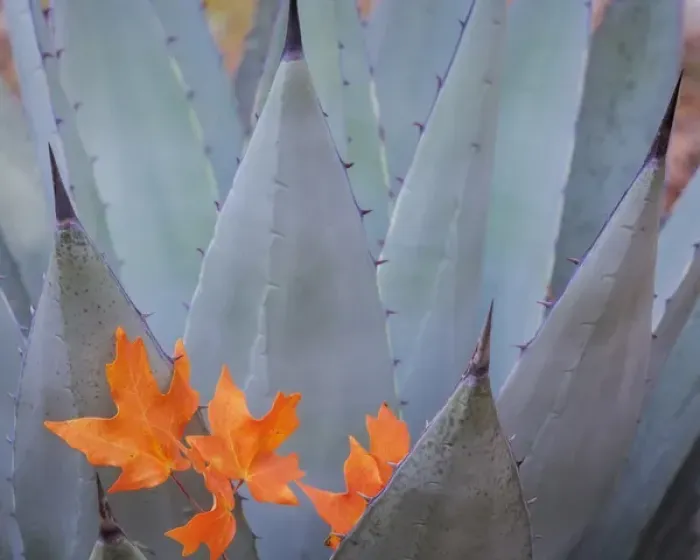 Framed Print : USA, Texas, Guadalupe Mountains National Park. Bigtooth maple leaves on New Mexican agave plant Framed Print : USA, Texas, Guadalupe Mountains National Park. Bigtooth maple leaves on New Mexican agave plant