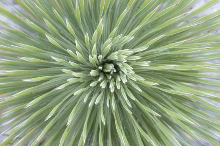 Framed Print : USA, Texas, Guadalupe Mountains National Park. Close-up of soaptree yucca plant. Credit as Framed Print : USA, Texas, Guadalupe Mountains National Park. Close-up of soaptree yucca plant. Credit as