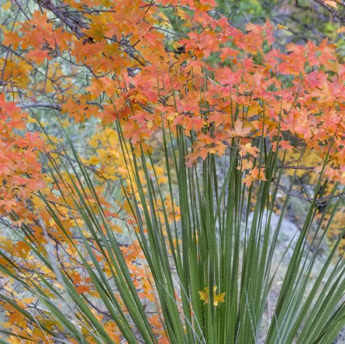 Framed Print : USA, Texas, Guadalupe Mountains National Park. Scenic of McKittrick Canyon. Credit as