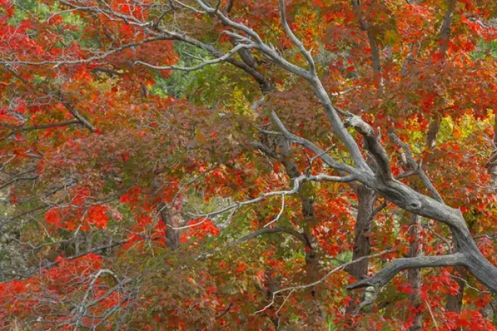 Framed Print : USA, Texas, Guadalupe Mountains National Park. Bigtooth maple trees in autumn color Framed Print : USA, Texas, Guadalupe Mountains National Park. Bigtooth maple trees in autumn color
