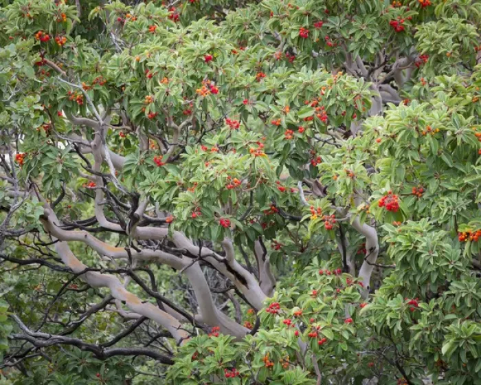 Framed Print : USA, Texas, Guadalupe Mountains National Park. Texas madrona tree with berries. Credit as
